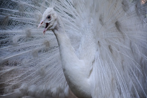 Lucknow Zoo